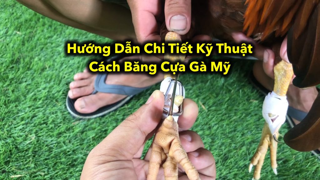 Hướng Dẫn Chi Tiết Kỹ Thuật Cách Băng Cựa Gà Mỹ